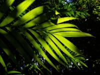 Palmblatt im Gegenlicht